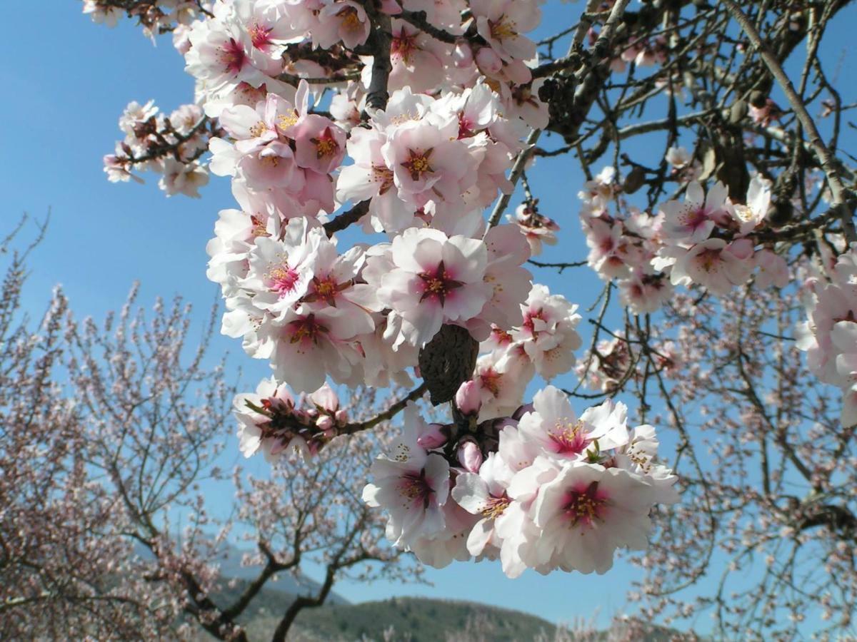 Cortijo Blanco Διαμέρισμα Vélez Blanco Εξωτερικό φωτογραφία
